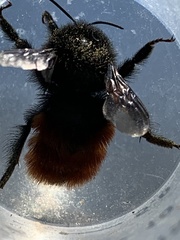 Bombus coccineus