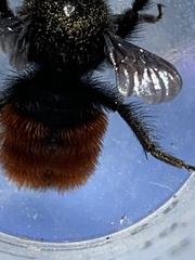 Bombus coccineus
