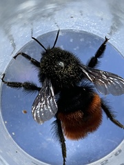 Bombus coccineus