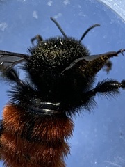 Bombus coccineus