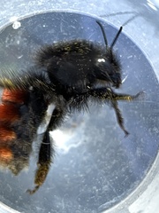 Bombus coccineus