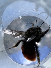 Bombus coccineus