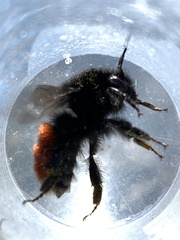 Bombus coccineus