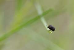 Exema deserti