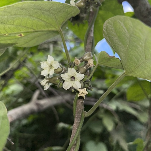 Lepistemon binectariferum iNat (2)
