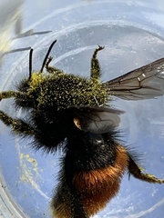 Bombus coccineus
