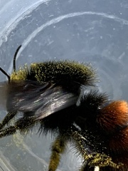 Bombus coccineus