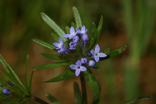 Asperula