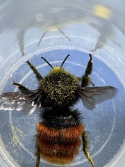 Bombus coccineus
