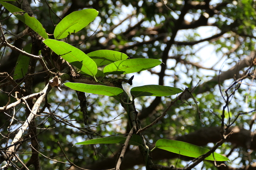 Anodendron parviflorum observed 2025-02-27