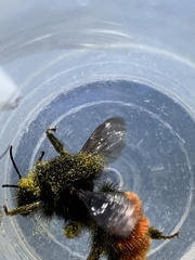 Bombus coccineus