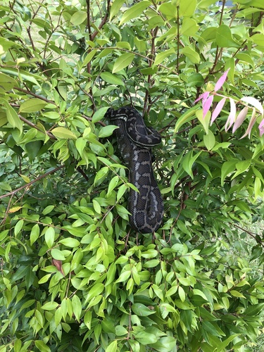 Coastal Carpet Python sighting