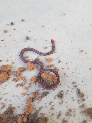 Banded Malaysian Coralsnake