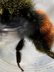 Bombus coccineus
