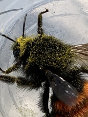 Bombus coccineus