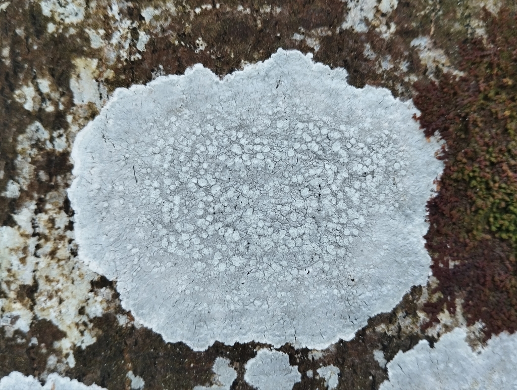 Varicellaria hemisphaerica