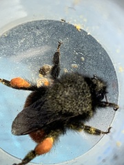 Bombus coccineus