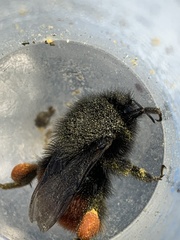 Bombus coccineus