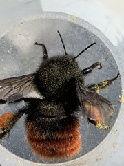 Bombus coccineus