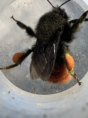 Bombus coccineus