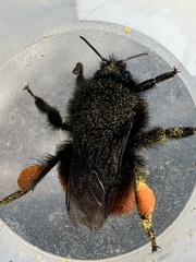 Bombus coccineus