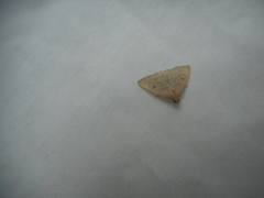 Chytolita morbidalis