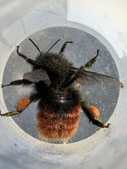 Bombus coccineus