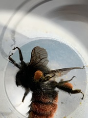 Bombus coccineus