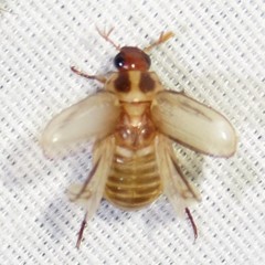 Anomala flavilla