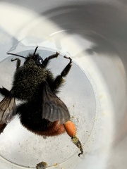 Bombus coccineus