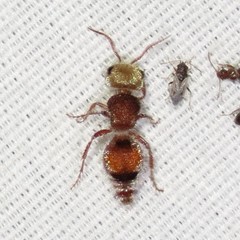 Pseudomethoca praeclara