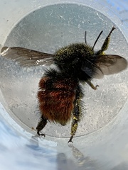 Bombus coccineus