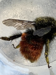 Bombus coccineus