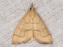 Udea octosignalis