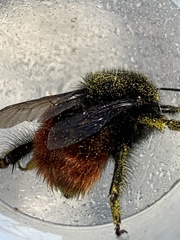 Bombus coccineus