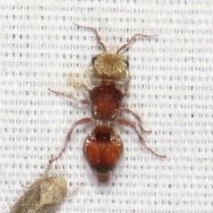 Pseudomethoca praeclara