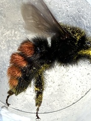 Bombus coccineus