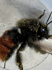 Bombus coccineus
