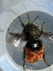 Bombus coccineus