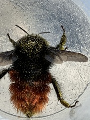 Bombus coccineus