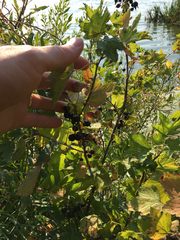 Ribes americanum