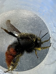 Bombus coccineus