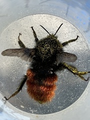 Bombus coccineus