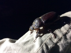 Oryctes nasicornis grypus