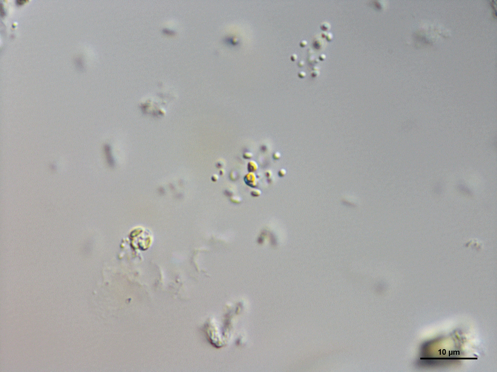 Cyanogranis ferruginea