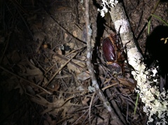 Oryctes nasicornis grypus