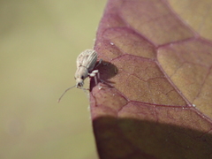 Cyphicerini
