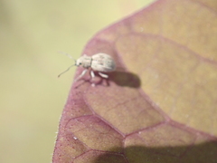 Cyphicerini
