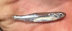 Notropis atherinoides