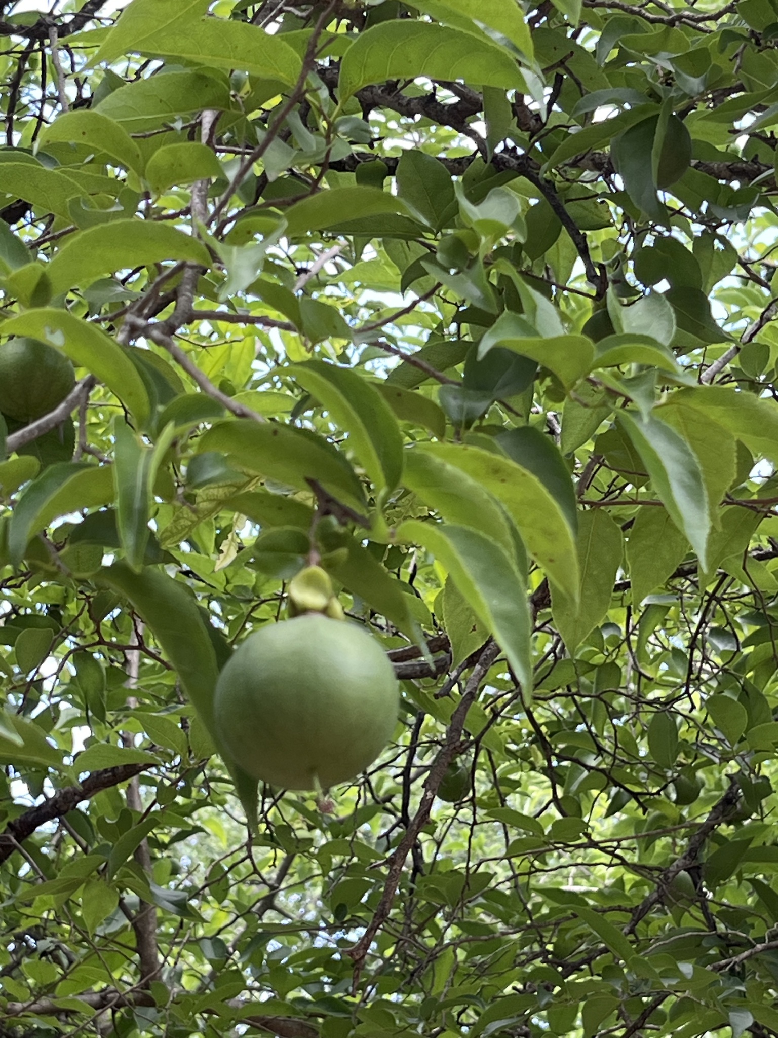 Imagem de Fruta-de-macaco